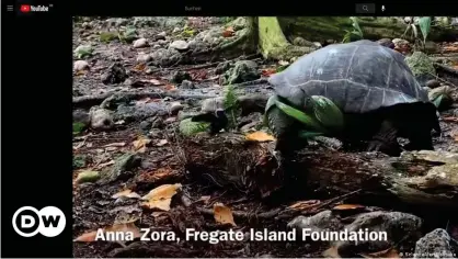  ??  ?? Imágenes captadas por Anna Zora, en el momento en que la tortuga ataca a la cría de pájaro.