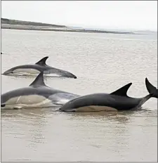  ??  ?? Common Dolphins (Delphinus Delphis) at Raghly, Maugherow.