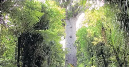  ?? Photo / Supplied ?? Kauri dieback disease, caused by a fungus-like pathogen, was thought to be a recent arrival on our shores.