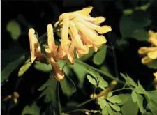  ?? MORTON ARBORETUM ?? Despite being finicky when grown from seed by gardeners, corydalis self-seeds quite readily where conditions are to its liking.