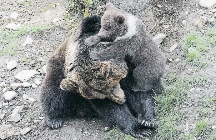  ?? MERCÈ GILI ?? Únicos. Una cría de oso nacida en cautividad en el Aran Park. El parto de la osa Luna es único en un recinto cerrado del Pirineo