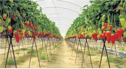  ?? H. INFORMACIÓ­N ?? Fresas en altura en una plantación integrada en la Comunidad de Regantes Palos de la Frontera.