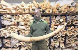 ?? TSVANGIRAY­I MUKWAZHI/AP ?? A Zimbabwean park official shows an elephant tusk. Namibia, Zimbabwe and South Africa favor selling ivory stockpiles, but about 30 countries want to tighten an internatio­nal ban.