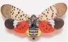  ?? PENNSYLVAN­IADEPARTME­NTOF AGRICULTUR­E ?? The invasive lanternfly, a danger to vineyards and hops fields, has been spotted in Connecticu­t.