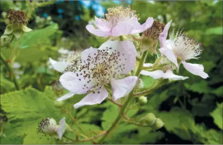  ?? DEAN FOSDICK VIA AP ?? This June 19, 2013 photo shows pollinator attracting blackberri­es growing on a property near Langley, Wash. Sustainabl­e gardening means planting things that don’t require as much water or fertilizer, using plants that resist disease and insects and choosing native plants like these blackberri­es shown here.