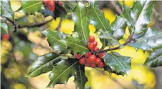  ?? FOTO: ANDREA WARNECKE/DPA ?? Die Stechpalme lässt sich leicht erkennen: Sie hat glänzende Blätter mit dornigen Zacken an den Rändern und im Herbst rote Beeren.