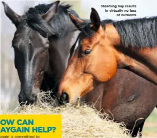  ??  ?? Steaming hay results in virtually no loss of nutrients