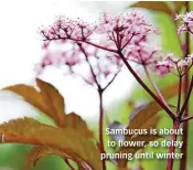  ??  ?? Sambucus is about to flower, so delay pruning until winter