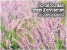  ??  ?? Foxtail fountain grass (Pennisetum alopecuroi­des)