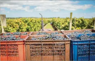  ?? ?? VENDIMIA.
Con una buena producción en la vendimia, avanzan los trabajos de cosecha de las uvas.