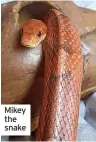  ?? ?? Mikey the snake