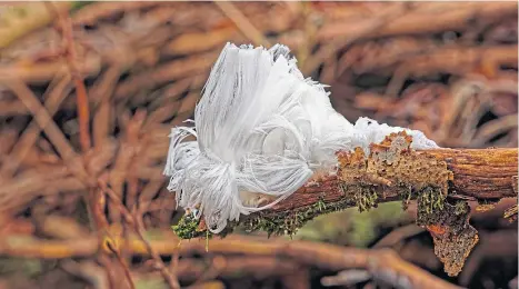  ??  ?? UNUSUAL: Hair ice, also known as frost beard, is a type of ice that forms on dead wood and resembles thin silky strands.