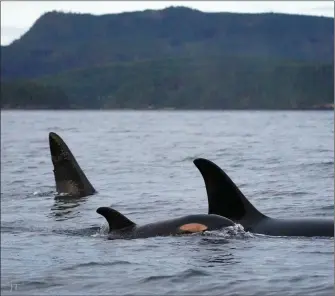  ?? Department of Fisheries and Oceans ?? JARED TOWERS/
Members of the A5 pod of northern resident killer whales, as shown in this recent handout image provided by Jared Towers, a scientist with the Department of Fisheries and Oceans, returned this week with a newborn to the Broughton Archipelag­o of British Columbia for the first time in about 20 years.