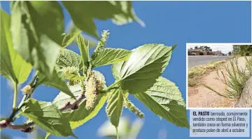  ?? ?? el PASTO bermuda, comúnmente vendido como césped en el Paso, también crece en forma silvestre y produce polen de abril a octubre el POLEN de morera provoca reacciones tan graves que el árbol ha sido prohibido en el Paso