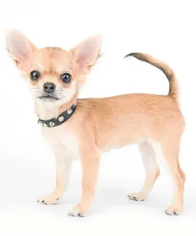  ??  ?? A ChihuAhuA, which is oie of the shAllest breeds of dog ii the world.