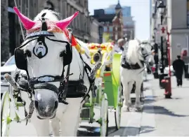  ?? ALLEN MCINNIS ?? The SPCA is hailing the city for ending what it calls the “antiquated and inhumane” calèche industry. The organizati­on has offered to help find homes for the horses.