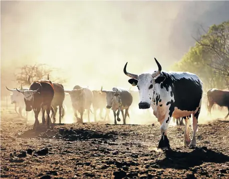  ?? Picture: MARIANNE SCHWANKHAR­T ?? MEAT OF THE MATTER: Nguni cattle at Thabaphasw­a, outside Mokopane in Limpopo. The opening price for beef carcass contracts on the JSE was R33/kg when they were first traded in December, but spiked to R42 this week because of the protracted drought