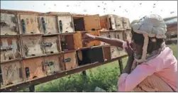  ?? HANI MOHAMMED / ASSOCIATED PRESS ?? A Yemeni beekeeper checks honey production at his bee farm in the outskirts of Sanaa, Yemen, on Aug 22.