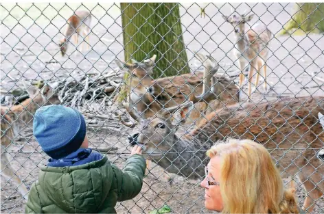  ?? FOTO: WOI ?? Das Wildtierge­hege im Selikumer Park ist bei Besuchern beliebt. Aber die Herde ist zu groß geworden.