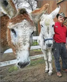  ?? CATHERINE AVALONE - NEW HAVEN REGISTER ?? Sage, a 14-year-old mammoth donkey, at left, photo bombs a photograph, Wednesday, April 26, 2017, of Mike Capelli and Kim Dockett, owners of Tripledale Farm in Guilford, with mammoth donkeys, from left, Sandy, 19, and Kelby, 10. Tripledale Farm has...