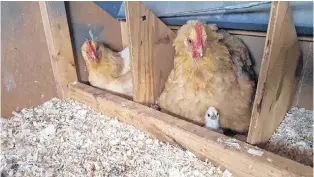  ??  ?? According to meteorolog­ist Cindy Day, there is a degree of truth behind chickens roosting during the day and the possible arrival of wet weather.