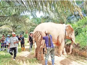  ??  ?? GAJAH jantan ditangkap di Ladang Wilmar Sapi 2.