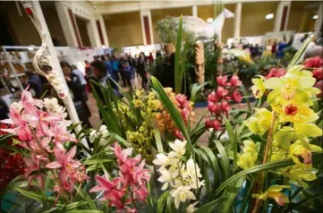  ?? Sébastien Botella) ?? Au Palais de l’Europe, entre les stands du festival, se dressent des dizaines d’orchidées.(Photo