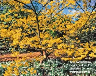  ??  ?? Give hamamelis a bright position in a sheltered corner so fragrance carries