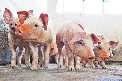  ??  ?? Los marranos jóvenes infectados experiment­an diarrea aguda y vómitos.