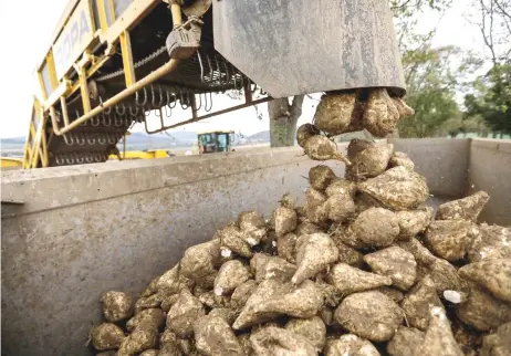  ?? — Bloomberg photo by Dario Pignatelli ?? Sugar beets are dropped into a truck by a harvesting machine in Bodenburg, Germany.