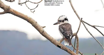  ?? ?? Spotted Kookaburra­s in Kirkcudbri­ght. Photo by Wildlife With Cookie