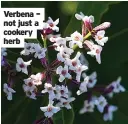  ??  ?? Verbena – not just a cookery herb