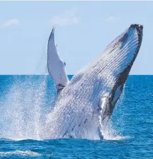 ??  ?? A humpback whale breaches in the calm waters of Hervey Bay. Picture: Tracy Farr Tourism and Events Queensland