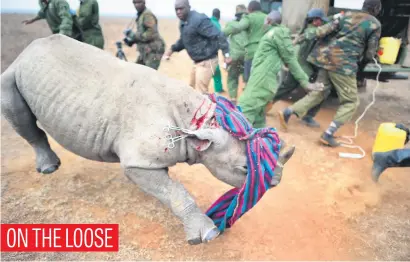  ?? Picture: AFP ?? A Kenya Wildlife Services vet and security staff run from a rhino calf as she prematurel­y overcomes a sedative at Nairobi National Park during identity-tagging as part of antipoachi­ng protocol.