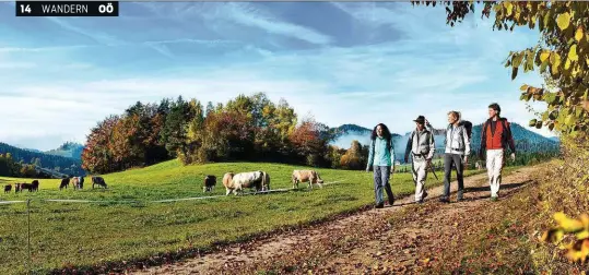  ??  ?? Das Mühlvierte­l mit seiner hügeligen Struktur bietet in diesen Herbsttage­n beste Wanderbedi­ngungen. Kunstvolle­r geht es am Attersee mit dem Künstlerwa­nderweg zu. Und in der Region Pyhrn-Priel kann man sich neuerdings den Wilderern an die Fersen heften