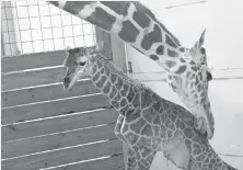  ??  ?? April the giraffe’s male calf has been named Tajiri, a Swahili word that means hope.