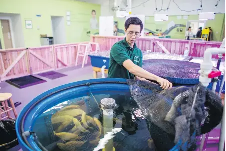  ??  ?? Aquaponics farm supervisor Colin Cotton with tanks containing tilapia fish at AquaGrow Farms at the Mississaug­a Food Bank.