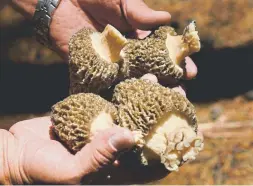  ??  ?? No one knows why a wildfire triggers a boom in mushrooms.