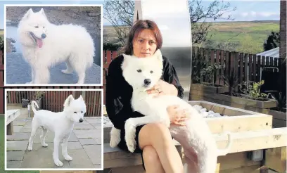  ??  ?? ●● Samoyed Dash with owner Louise Thompson after his close shave and (insets) how he looked before and after the shave