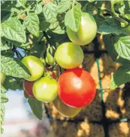  ??  ?? Tomatoes need regular watering