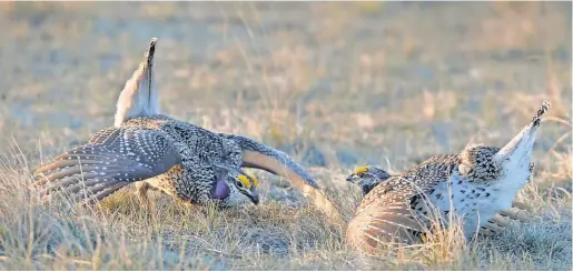  ?? PHOTOS BY RION SANDERS, USA TODAY NETWORK ?? Two male sharp-tailed grouse go head to head. The clucking, booming, drumming and fighting are all to gain the attention of the females — and only a few of these noisy guys will prevail.