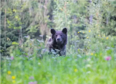  ?? [ Getty Images ] ?? Der König der Wälder in den Karpaten: Ursus arctos, vulgo Braunbär, hier in der europäisch­en Unterart.