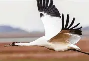  ?? Kathy Adams Clark ?? Whooping cranes have arrived for the winter at the Aransas National Wildlife Refuge.