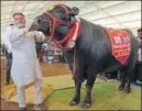  ?? HT PHOTO ?? Yuvraj is no ordinary bull. Its semen fetches its owner ~150,000 per ejaculatio­n.