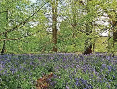  ?? Picture: Tarmac ?? The Queen’s Green Canopy project aims to create a lasting legacy to the late monarch