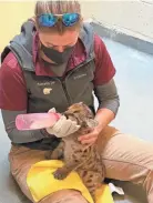  ?? ?? A zoo staffer feeds a puma kitten. Zoo staff said the pumas are doing well and have begun to put on weight.