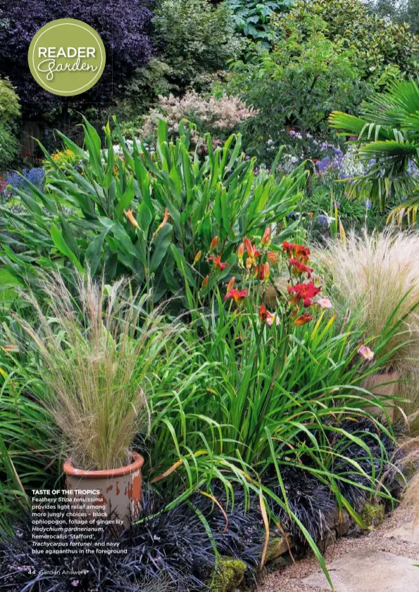  ??  ?? TASTE OF THE TROPICS Feathery Stipa tenuissima
provides light relief among more jungly choices – black ophiopogon, foliage of ginger lily
Hedychium gardnerian­um,
hemerocall­is ‘Stafford’,
Trachycarp­us fortunei and navy blue agapanthus in the foreground