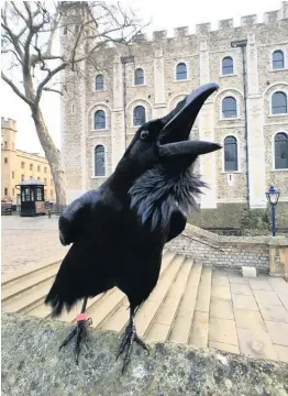  ??  ?? > The Tower of London’s ‘Queen’ raven is missing, feared dead – Q 2