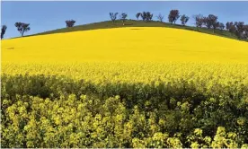  ??  ?? The main GM crops in Australia are canola, pictured, cotton, safflower and carnations. Photograph: Mick Tsikas/AAP