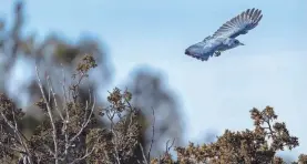  ?? CHRISTINA M. SELBY VIA AP ?? A pinyon jay flies over a juniper tree in northern New Mexico. Environmen­tal groups want federal protection­s for the species.